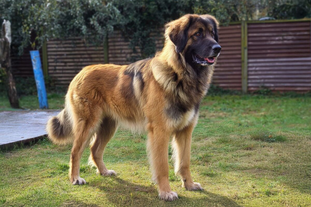 Estrela Mountain Dog - Complete Breed Guide ...